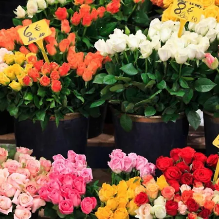 Paradisio 公寓 戛纳